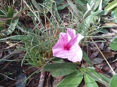 Ipomoea bolusiana