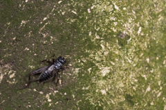 Duolandrevus coulonianus