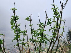 Maesa japonica