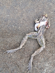 Lithobates brownorum