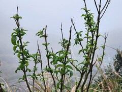 Maesa japonica