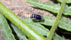 Ditropis pteridis