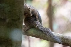 Sundasciurus tenuis