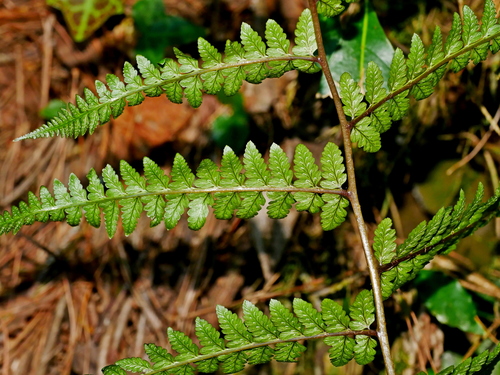 Image of Athyrium vidalii by (c) Jacy Chen, some rights reserved (CC BY)