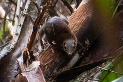 Tupaia glis