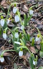 Galanthus elwesii