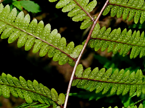 Image of Athyrium vidalii by (c) Jacy Chen, some rights reserved (CC BY)
