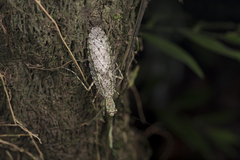 Theopompa ophthalmica