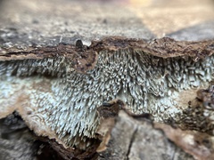 Dentocorticium portoricense