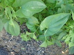 Dioscorea polystachya
