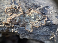 Dentocorticium portoricense