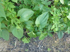 Dioscorea polystachya