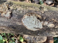 Dentocorticium portoricense