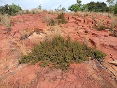 Myrothamnus flabellifolius