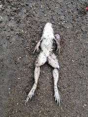 Lithobates brownorum