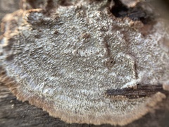 Dentocorticium portoricense