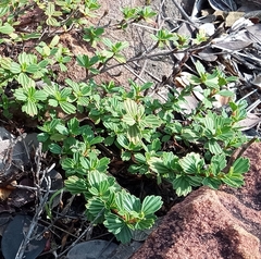 Myrothamnus flabellifolius