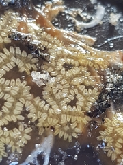 Botryllus
