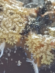 Botryllus
