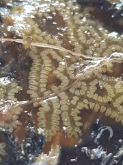 Botryllus