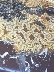 Botryllus