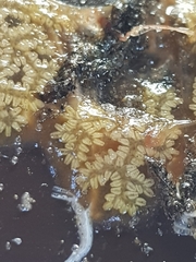 Botryllus