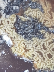 Botryllus