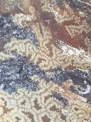 Botryllus