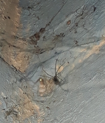 Physocyclus globosus