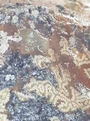 Botryllus