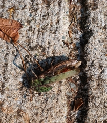 Xyleus discoideus
