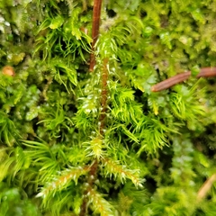 Rhytidiadelphus loreus