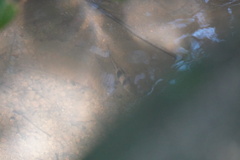 Striuntius lateristriga