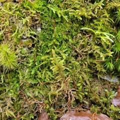 Rhytidiadelphus loreus