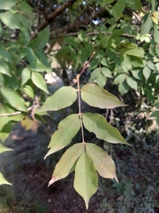 Fraxinus ornus