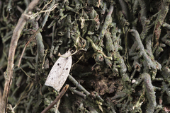 Scythropiodes