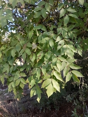 Fraxinus ornus