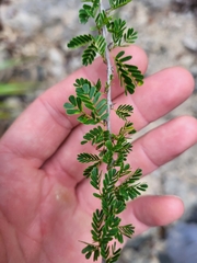 Calliandra haematomma