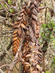 Tillandsia clavigera