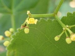 Ampelopsis glandulosa hancei