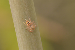 Thyene imperialis