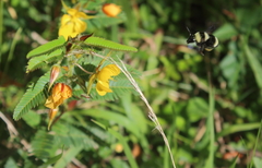 Bombus medius