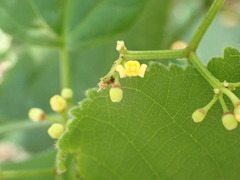 Ampelopsis glandulosa hancei