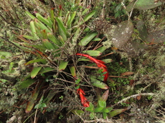 Tillandsia compacta