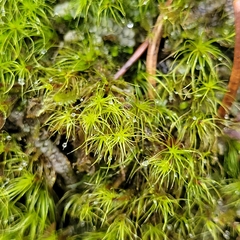 Dicranodontium denudatum