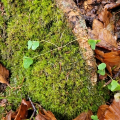 Dicranodontium denudatum