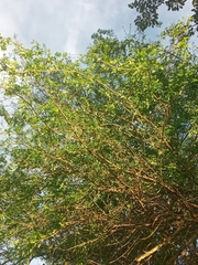 Pithecellobium dulce