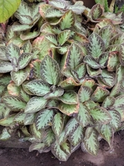Episcia cupreata