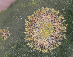 Cephaleuros virescens