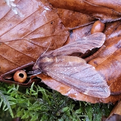 Ptilophora plumigera